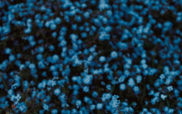 AFROPUNK returns to Constitution Hill