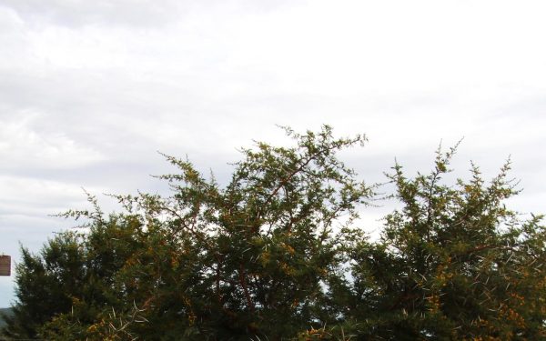 Thandiwe Msebenzi’s ‘Utata undiphotha inwele’ – twisting gender norms in the midst of violence