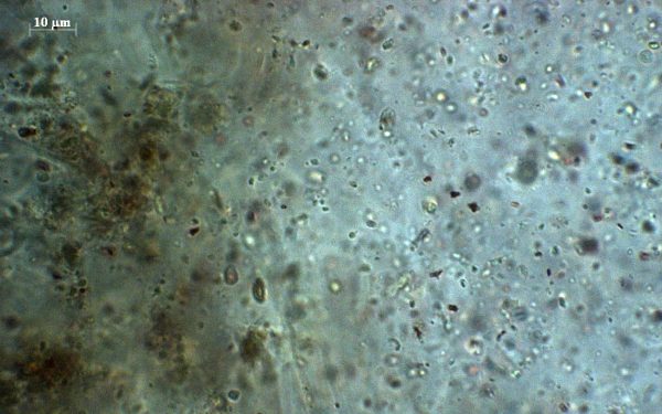 Ecological Artistry | Zayaan Khan