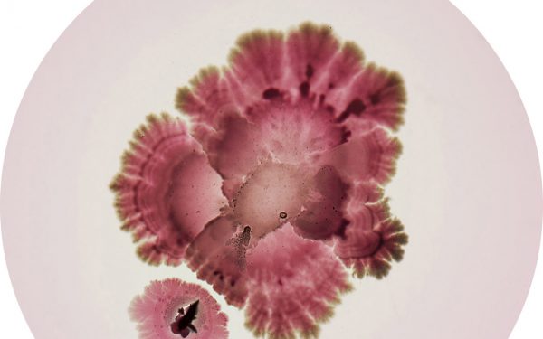 Curiosity + Taste | food as sensory medicine