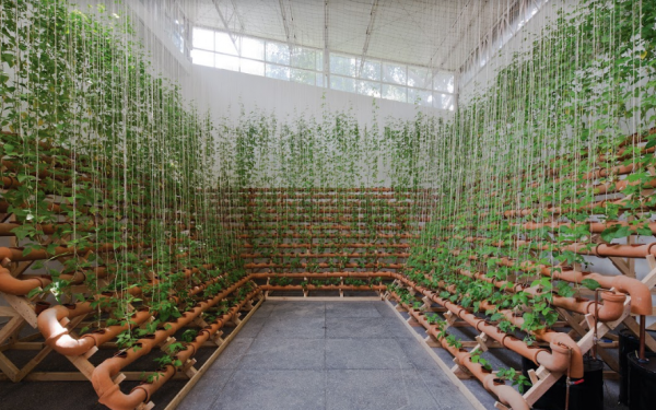 The 34th Bienal de Sao Paulo and its amplitude