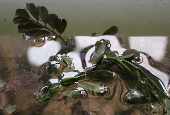 Anke Zurn: Blending Art and Science through Indigo Traditions